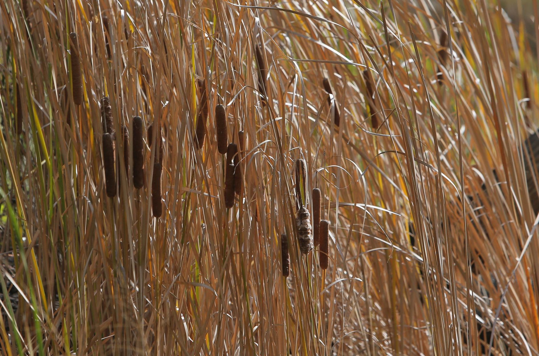 Fall Arrives in the St. Louis region